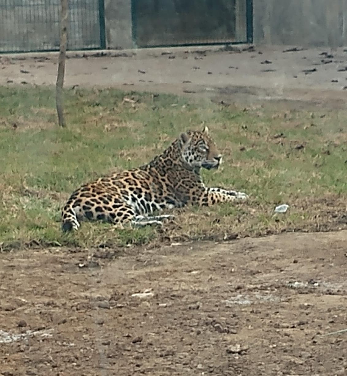 Jaguar